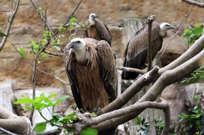 Tres voltors comuns en el Zoo de Barcelona