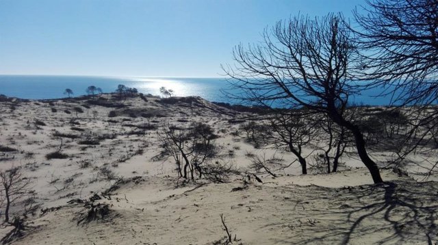 Zona afectada por el incendio en Doñana en el verano de 2017