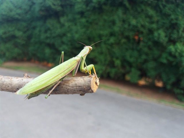 Mantis religiosa