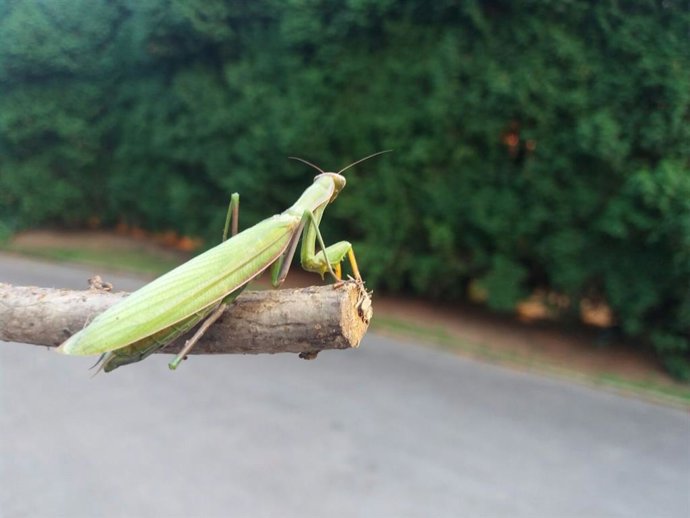 Mantis religiosa