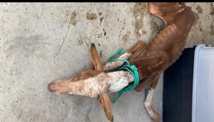 Estado en el que fue encontrado uno de los perros del detenido