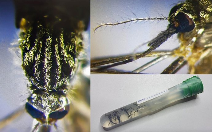 Mosquito Aedes-japonicus