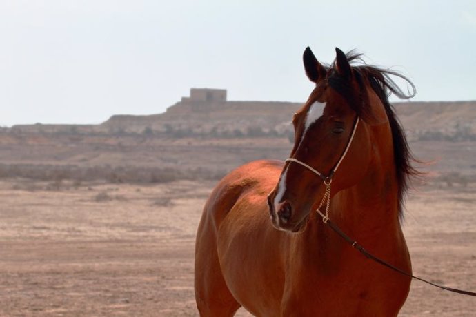 El caballo árabe no contribuyó al ADN del moderno purasangre