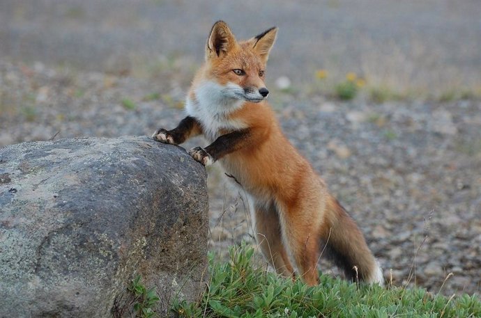 La investigación ha estudiado el zorro rojo (Vulpes vulpes) gallego durante tres años.