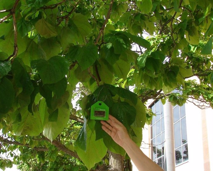 Caja para insectos en árboles para luchar contra la plaga del pulgón.
