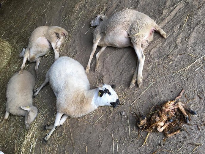 Suc.- Un ataque de lobos acaba con la vida de 9 ovejas, otras tantas desaparecid