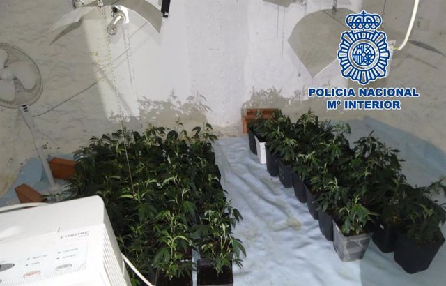 Plantación de marihuana intervenida en una habitación-cueva de Granada