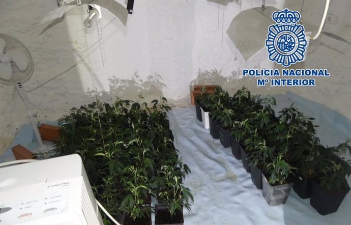 Plantación de marihuana intervenida en una habitación-cueva de Granada