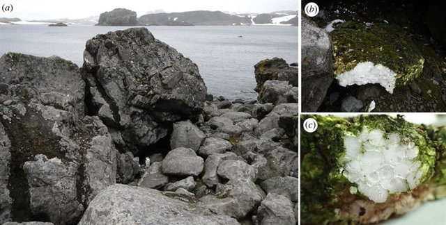 Polución plástica en el medio antártico terrestre
