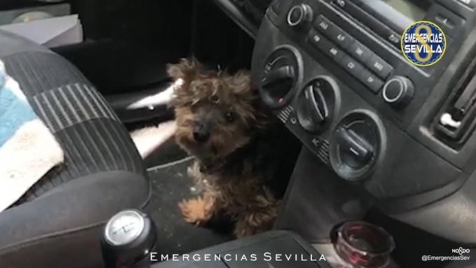 Perro encerrado en un coche durante cuatro horas a pleno sol con 40 grados en Sevilla