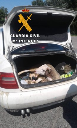 Imagen del cordero dentro del vehículo.