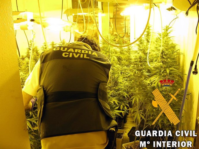 Almería.-Sucesos.-Cuatro detenidos tras intervenir más de 700 plantas, armas y m