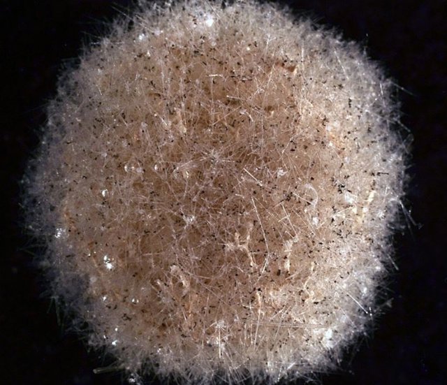 Especimen de  Abyssalia, un nuevo género de esponjas