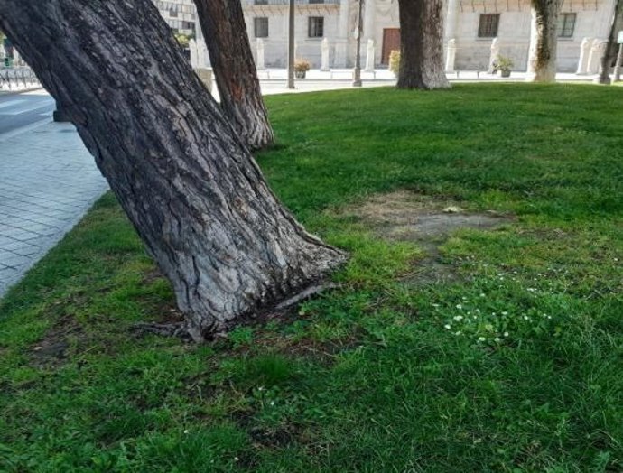 El pino de la plaza de la Universidad antes de ser talado.