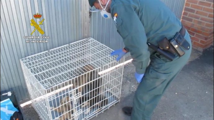 Uno de los perros hallados en la parcela