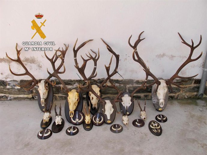 Trofeos de caza furtiva intervenidos por la Guardia Civil