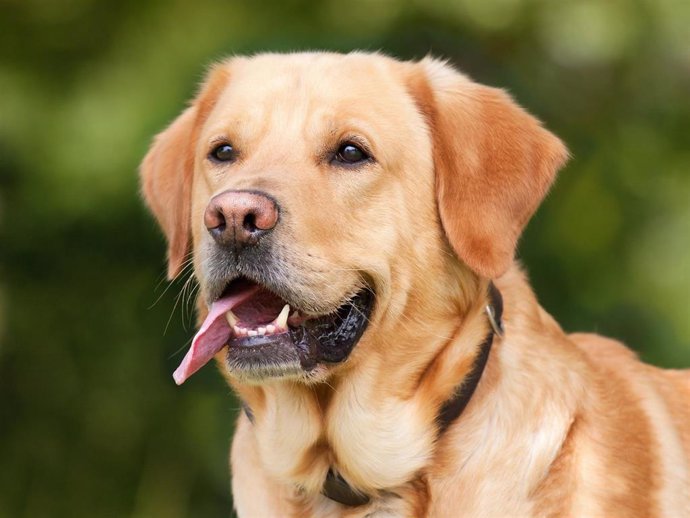 Más del 90% de los perros abandonados en España no están identificados con microchip, según la Real Sociedad Canina