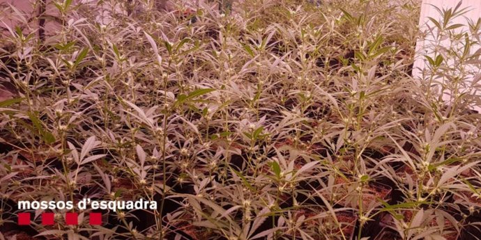 Dispositivo contra el tráfico de marihuana