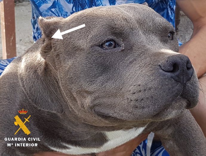 Imagen de uno de los perros de raza American Bully con las orejas mutiladas.