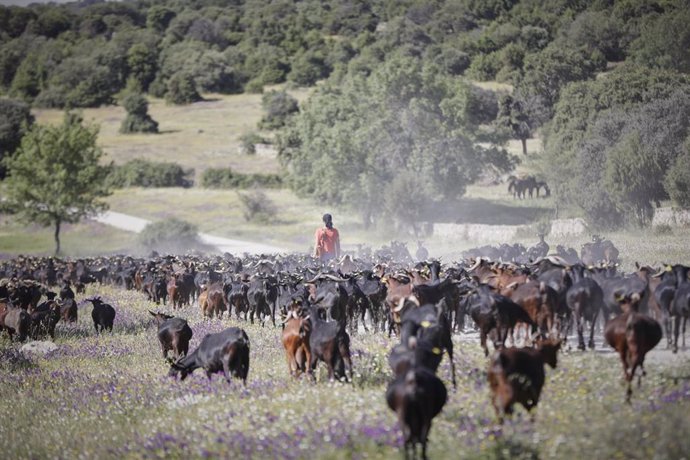 Una pastora camina por el campo junto a un rebaño de cabras de la empresa Suerte Ampanera, dedicada a la explotación racional y ecológica de la tierra y la elaboración de alimentos ecológicos