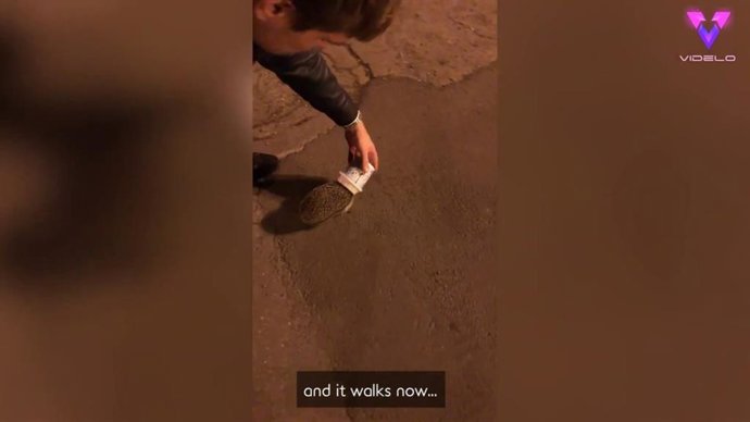 Liberan a un erizo cuya cabeza se había quedado atrapada en un vaso de helado sin poder salir