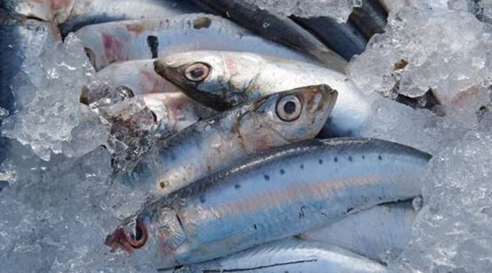 Las sardinas y las anchoas del Mediterráneo tienen microplásticos en sus intestinos.