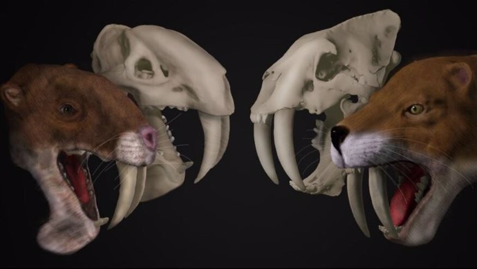 Reconstrucciones de cráneos de Thylacosmilus atrox (Izquierda) y de   Smilodon fatalis (derecha)