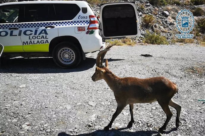 Cabra montés liberada por Policía Local de Málaga