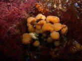 Foto: Expertos analizan el microbioma de invertebrados marinos para estudiar el desarrollo de un fármaco contra el melanoma