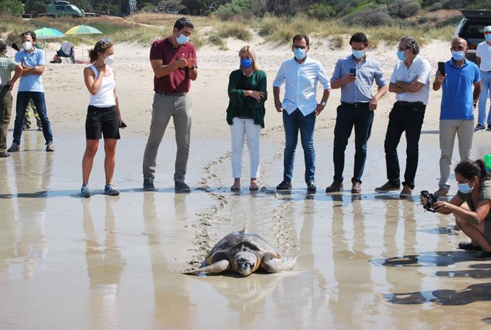 Cádiz.- Liberada una tortuga boba en Los Lances tras su recuperación en el Cegma