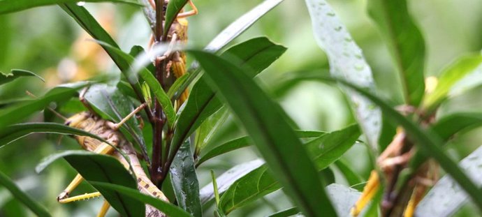 Langostas del desierto en Sudán del Sur.