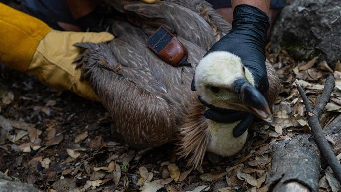 Buitre leonado marcado con el GPS por Medio Ambiente.