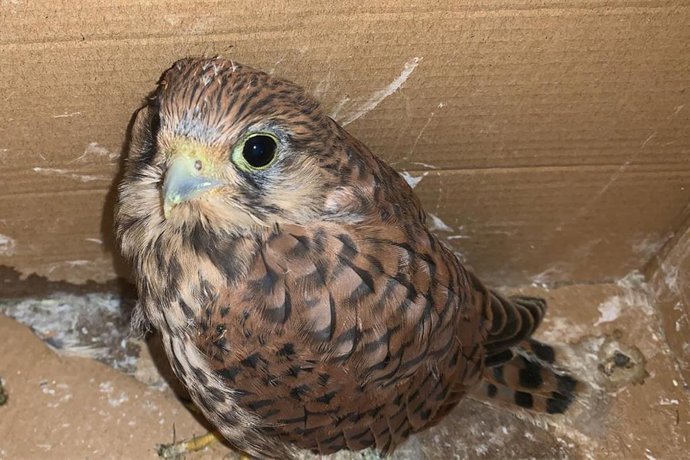 Imagen de la cría de cernícalo. Foto de archivo