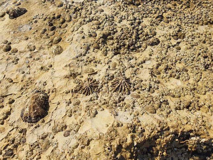 Ejemplares de 'Patella ferruginea'