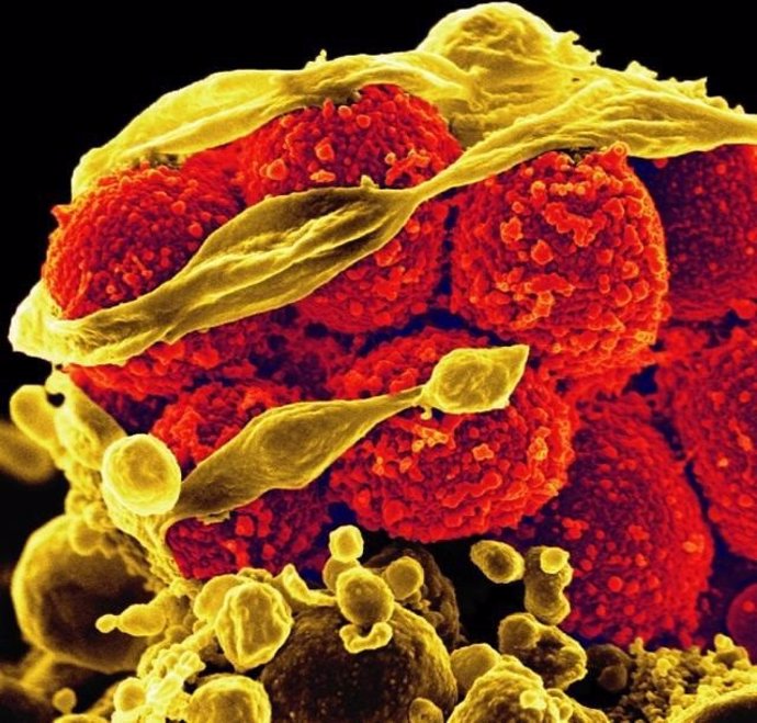 Captan las primeras imágenes de 'soldados' de proteínas que ayudan a las bacteri