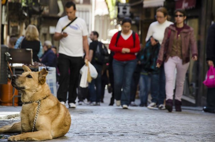 Un grupo de turistas y un perro