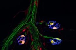 Dos marcadores moleculares, indicados por la fluorescencia roja y verde, se encuentran juntos solo en las células sinápticas de Schwann. Juntos ofrecen un "código de barras" que identifica las células de Schwann, un subtipo importante de glía.