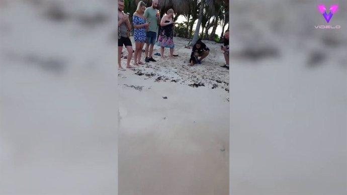 Una docena de tortugas recién nacidas se arrastran por la arena rumbo al océano por primera vez