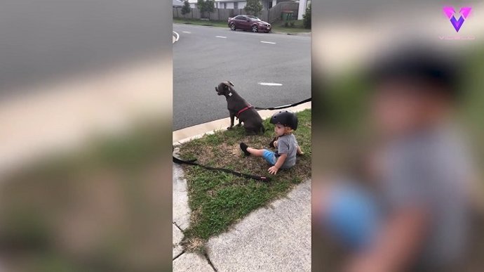 Este niño de 2 años se sienta cuando escucha a sus padres ordenar a los perros que se sienten antes de cruzar la calle