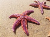 Foto: Identifican nuevos compuestos de un tipo de estrella de mar que muestra eficacia contra células cancerígenas