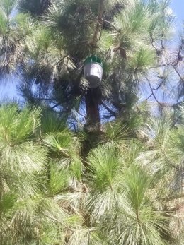 Una de las trampas de feromonas colocadas en pinos de ciudad.