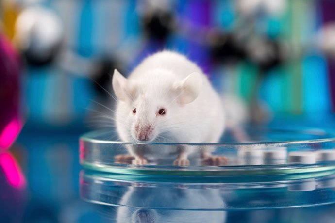 Científicos devuelven la vista durante 8 meses a ratas ciegas gracias a una reti