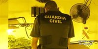 Dos detenidos por un cultivo de 379 plantas de marihuana en una casa de Benahadux (Almería)