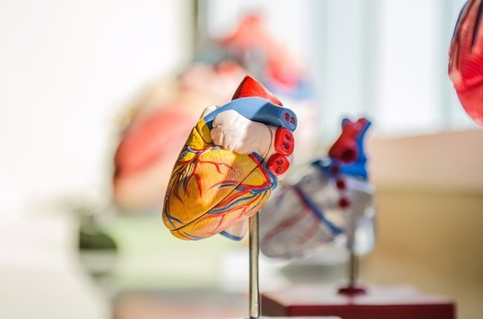 Una investigación observa que hasta los defectos cardíacos leves están asociados