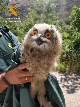 La Guardia Civil recupera un ejemplar de Búho Real y un Chorlito en Jorquera y Chinchilla de Montearagón