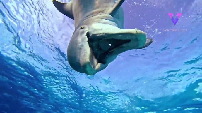 Un delfín con ganas de jugar se detiene a interactuar con un buzo y el momento queda registrado en vídeo