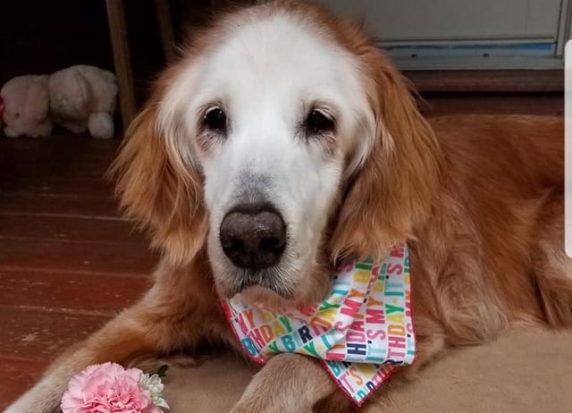 Augusto, el Golden Retriever más longevo del mundo que cumplió 20 años en abril de este año