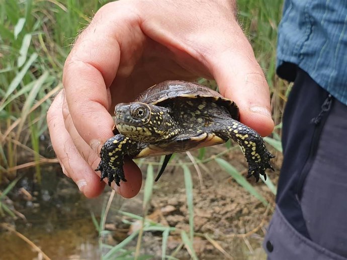 Liberadas 17 tortugas en al Parc Natural del Montgrí, Illes Medes y el Baix Ter (Girona)