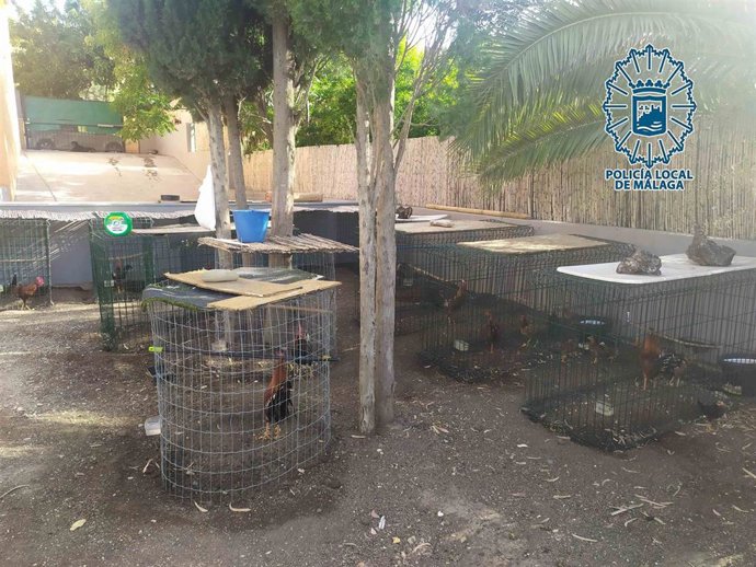 Criadero ilegal de gallos de pelea en Málaga
