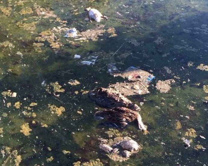 Ejemplares de patos muertos en la localidad de Leganés.